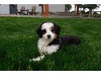 Aussiedoodle Puppy for sale in Canton, OH, USA