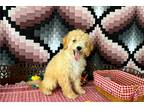 Cavapoo Puppy for sale in Champaign, IL, USA