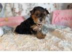 Yorkshire Terrier Puppy for sale in Fort Worth, TX, USA