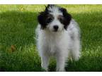 Aussiedoodle Puppy for sale in Canton, OH, USA