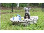 Italian Greyhound Puppy for sale in Fort Worth, TX, USA