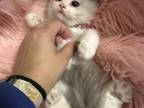 Female Bicolor Lavender Point Ragdoll