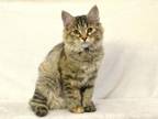 Nika Siberian Female Black Tortie Spotted Tabby