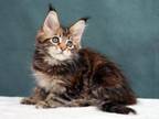 Hloya Maine Coon Female Black Tortie Tabby