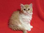 Arisha Scottish Straight Female Red Tabby Bicolou