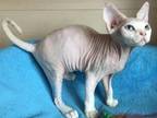 Isabella Devon Rex Female Cream Bicolour