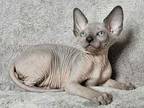 Finik Canadian Sphynx Male Blue Pointed