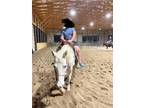 Wonderful lesson pony/broodmare/trail horse