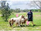 04/02/24 Beautiful Mini Horses Family Pets Breeders Horsemanship