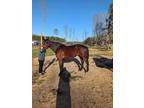 16 Hands, 16 yo, Standardbred, Trail Horse