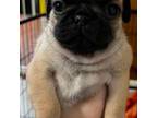 Pug Puppy for sale in Statesville, NC, USA