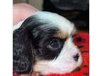 Cavalier King Charles Spaniel Puppy for sale in Deer Park, TX, USA