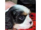 Cavalier King Charles spaniel