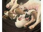 American Pit Bull Terrier PUPPY FOR SALE ADN-774188 - The Gr8t 8