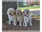 Golden Retriever PUPPY FOR SALE ADN-774187 - PURE BRED GOLDEN RETRIEVER PUPPIES