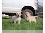 Labrador Retriever PUPPY FOR SALE ADN-774126 - Yellow Labrador Retriever Puppies