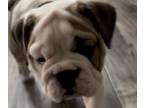 English Bulldog PUPPY FOR SALE ADN-774119 - Riley and Batmans Litter