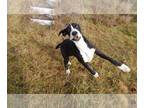 Great Dane PUPPY FOR SALE ADN-774102 - Great Danes with Great Temperaments