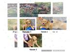 Golden Retriever PUPPY FOR SALE ADN-774091 - Golden retriever