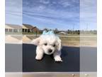 Maltese PUPPY FOR SALE ADN-774082 - Pure and Sweet
