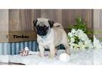 Pug PUPPY FOR SALE ADN-774049 - Litter of 5 AKC fawn pugs all boys left