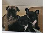French Bulldog PUPPY FOR SALE ADN-774034 - Frenchie puppies