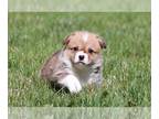 Pembroke Welsh Corgi PUPPY FOR SALE ADN-774031 - Corgi Puppies with Champion