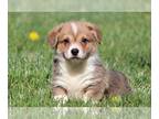 Pembroke Welsh Corgi PUPPY FOR SALE ADN-774028 - Corgi Puppies with Champion