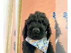 Goldendoodle PUPPY FOR SALE ADN-773998 - Goldendoodle Babies