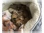 Dachshund PUPPY FOR SALE ADN-773981 - 4 cream long hair 1 brown 1 chocolate