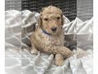 Poodle (Standard) PUPPY FOR SALE ADN-773937 - AKC Registered Litter