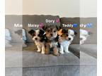 Morkie PUPPY FOR SALE ADN-773929 - Morkie pups