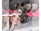 French Bulldog PUPPY FOR SALE ADN-773898 - French bulldogs