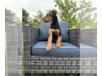 Airedale Terrier PUPPY FOR SALE ADN-773888 - Airedale Terriers
