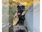 German Shepherd Dog-Siberian Husky Mix PUPPY FOR SALE ADN-774183 - GERMAN