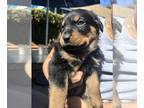 Rottweiler PUPPY FOR SALE ADN-774100 - Full Breed Rottweiler pups