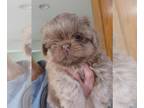 Shih Tzu PUPPY FOR SALE ADN-774096 - AKC Lavender male shih tzu