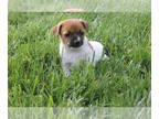 Jack-Rat Terrier PUPPY FOR SALE ADN-774025 - Jack Rat Terrier