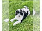 Sheepadoodle PUPPY FOR SALE ADN-773983 - Sheepadoodle F1