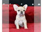 French Bulldog PUPPY FOR SALE ADN-773956 - Platinum merle females