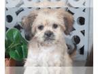 ShihPoo PUPPY FOR SALE ADN-773903 - Chase