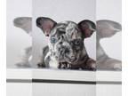 French Bulldog PUPPY FOR SALE ADN-774204 - French Bulldog Puppies