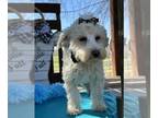 Maltipoo PUPPY FOR SALE ADN-774200 - SQUIRT IS A MALTIPOO