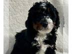 Bernedoodle (Miniature) PUPPY FOR SALE ADN-774177 - Mini Bernedoodle