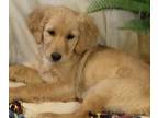 Goldendoodle PUPPY FOR SALE ADN-774171 - Girl