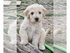 Goldendoodle PUPPY FOR SALE ADN-774162 - Pasta