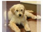Goldendoodle PUPPY FOR SALE ADN-774161 - Buddy