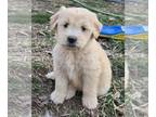 Goldendoodle PUPPY FOR SALE ADN-774160 - Butters