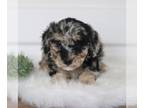 Bernedoodle (Miniature) PUPPY FOR SALE ADN-774139 - f1b Mini Bernedoodle