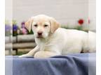 Labrador Retriever PUPPY FOR SALE ADN-774130 - ACA Yellow labrador Retriever
